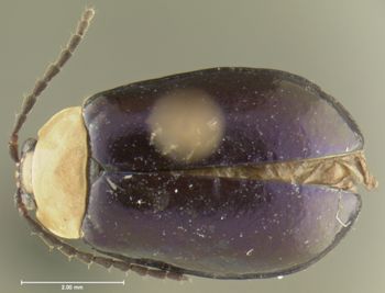 Media type: image;   Entomology 5024 Aspect: habitus dorsal view